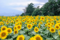 [山梨県][尾白川渓谷]