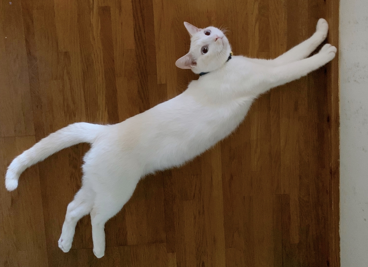f:id:simaka:20191114163843j:plain f:id:simaka:20191114163843j:plain