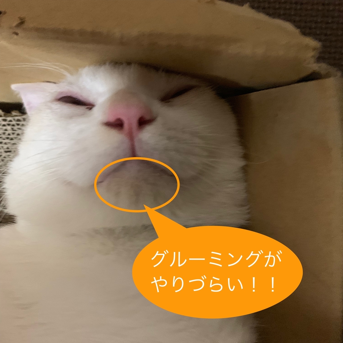 f:id:simaka:20191114195638j:plain f:id:simaka:20191114195638j:plain