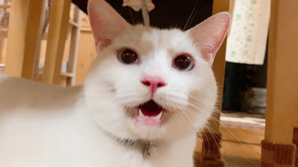 f:id:simaka:20191115233220j:plain f:id:simaka:20191115233220j:plain