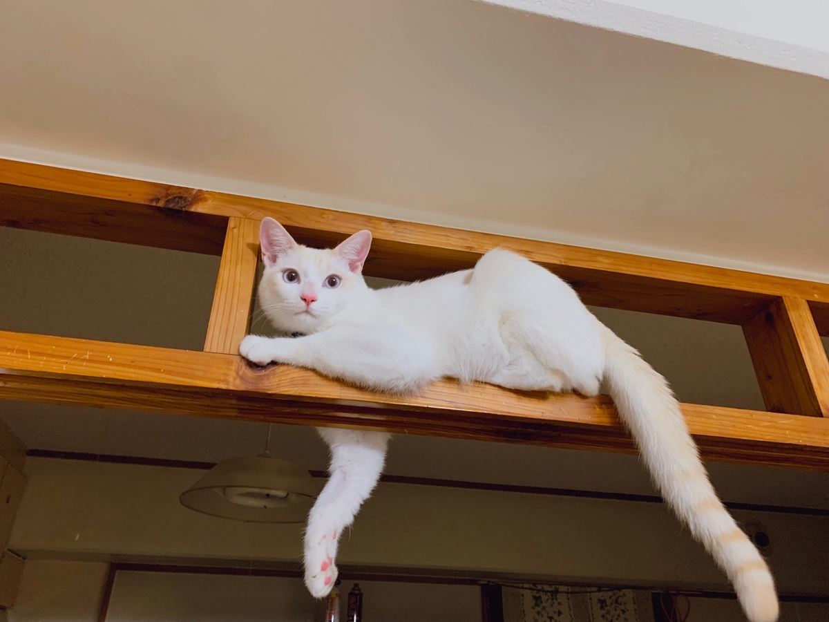 f:id:simaka:20191116154741j:plain f:id:simaka:20191116154741j:plain