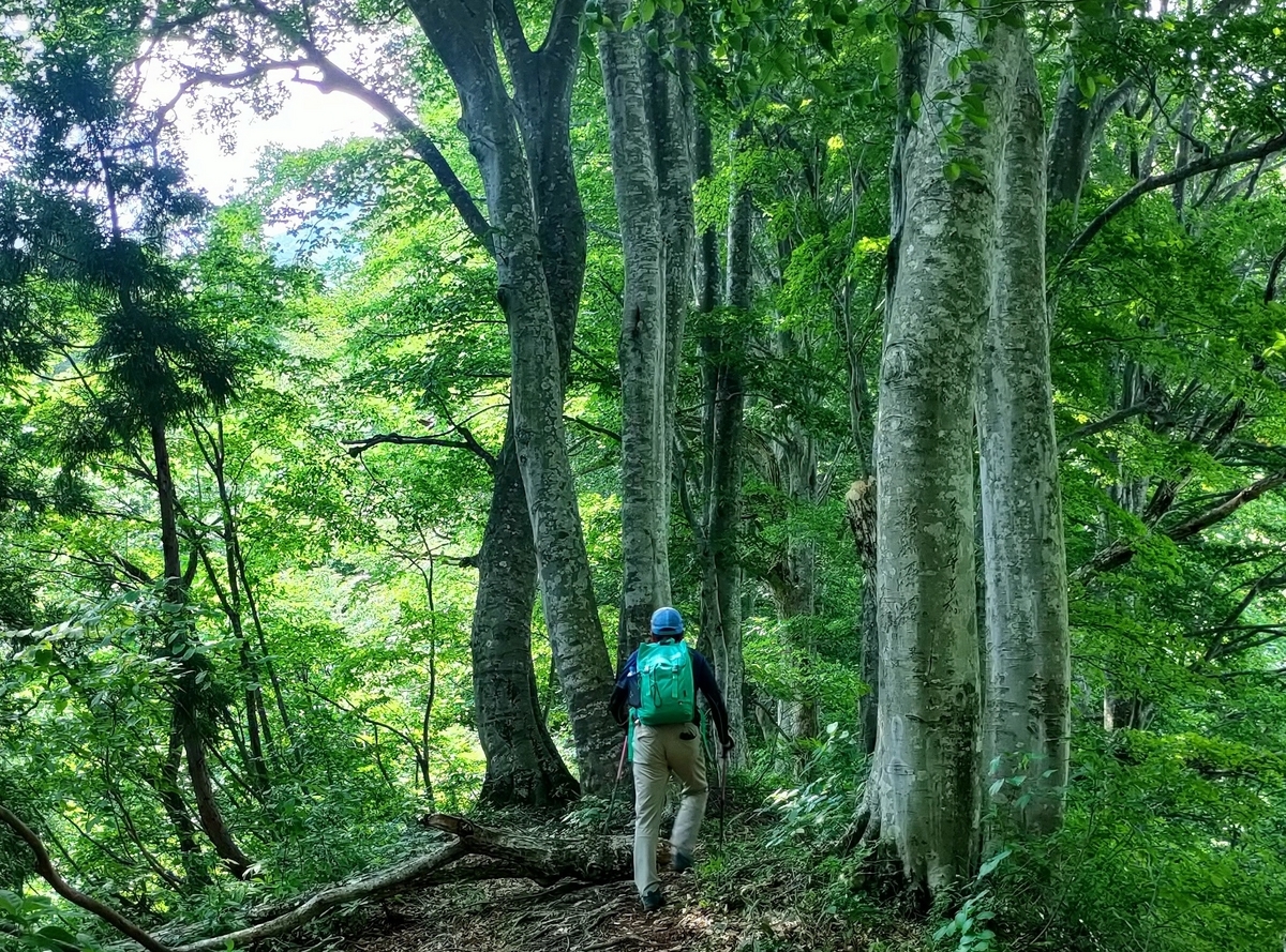 八十里越七名山】七名山登頂まであと二つ！新潟県三条市の番屋山