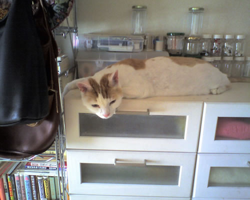 なりすまし日本猫