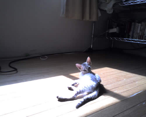 子ぬこ