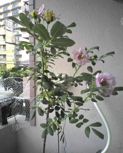 スノーペイブメント2