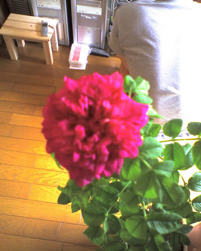 ハマナス八重？1