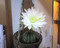 金短丸の花