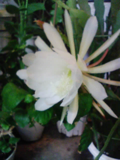 f:id:simayan:20080525001215j:image f:id:simayan:20080525001215j:image