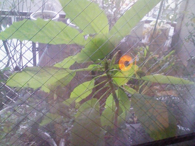 f:id:simayan:20090205000545j:image