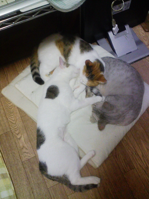 f:id:simayan:20090302234102j:image
