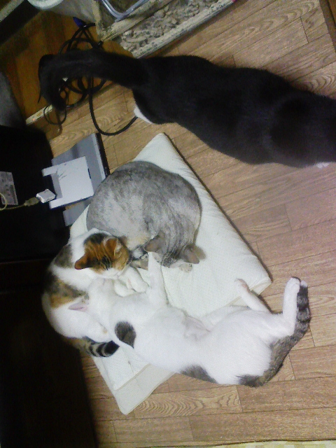 f:id:simayan:20090302234103j:image