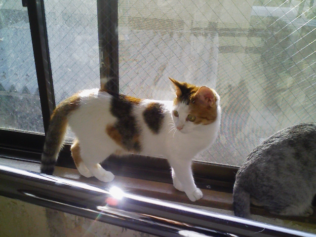 f:id:simayan:20090316232428j:image