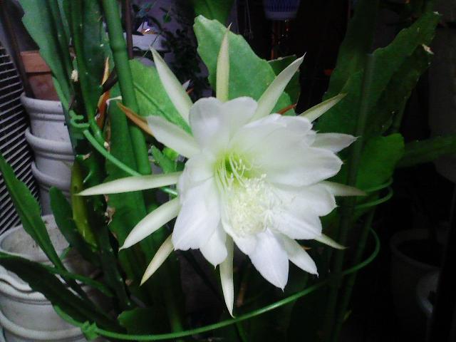 f:id:simayan:20090530003752j:image