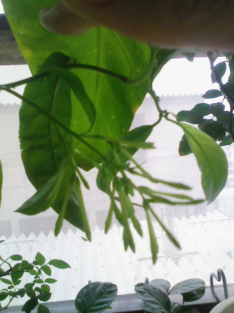 f:id:simayan:20090913045700j:image