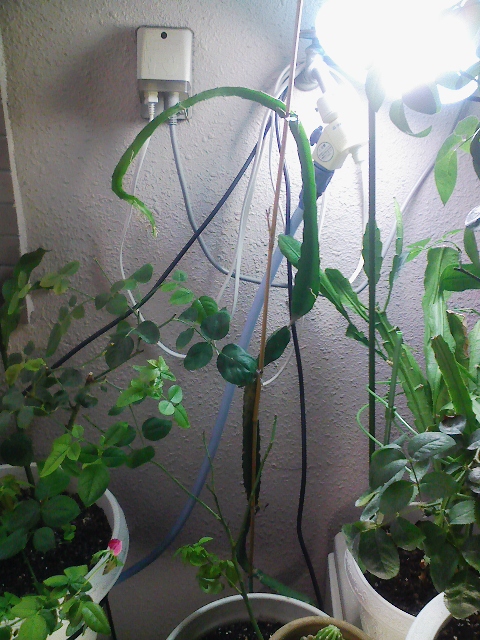 f:id:simayan:20090913045701j:image