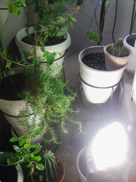 f:id:simayan:20090913045702j:image