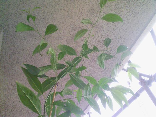 f:id:simayan:20090913045704j:image