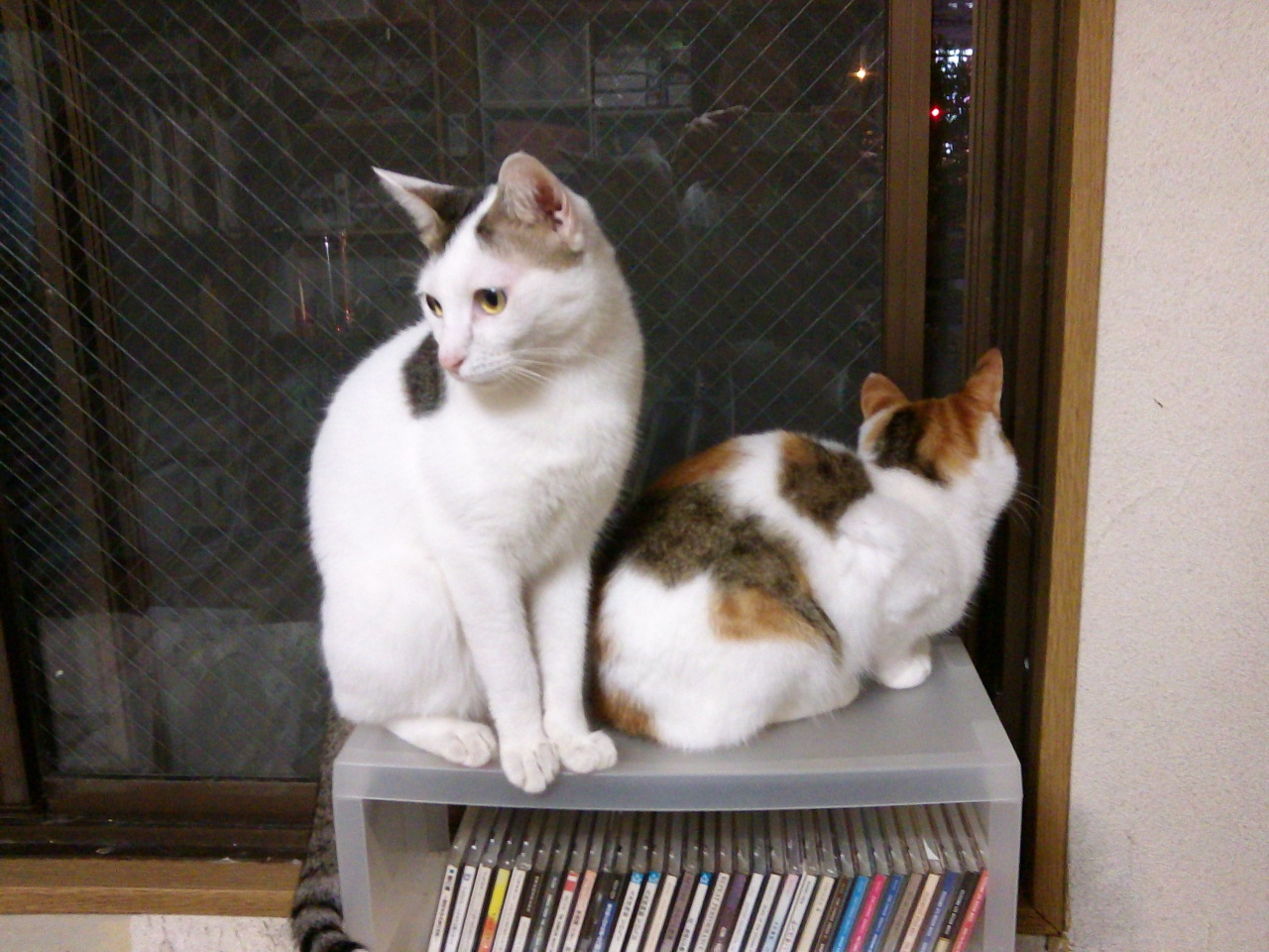f:id:simayan:20100505034523j:image