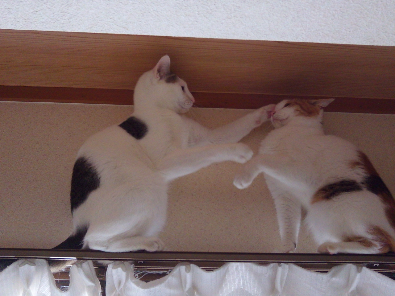 f:id:simayan:20100505034524j:image