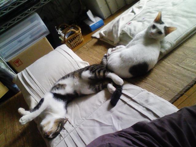 f:id:simayan:20100913075351j:image