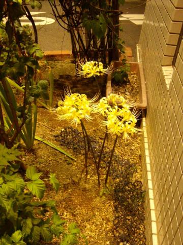 f:id:simayan:20101006230256j:image