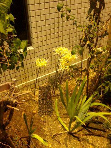 f:id:simayan:20101006230349j:image