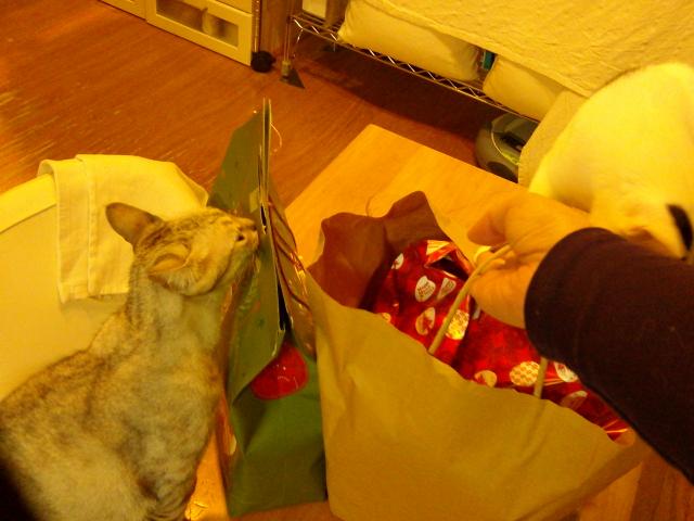 f:id:simayan:20101218020510j:image
