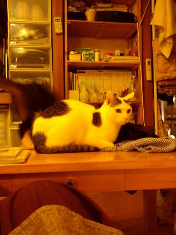 f:id:simayan:20110202002659j:image