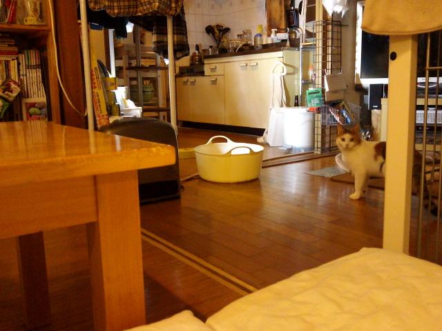 f:id:simayan:20110202005141j:image