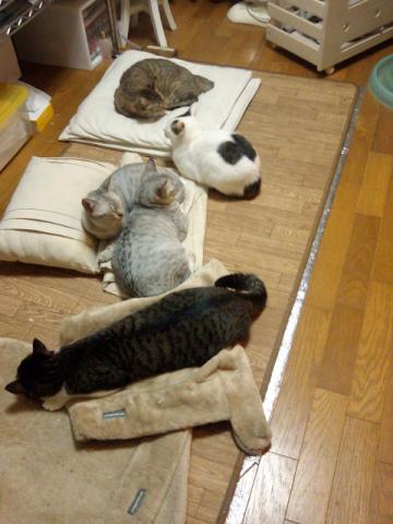 f:id:simayan:20110205212939j:image