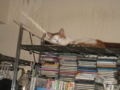 f:id:simayan:20111013212311j:image:medium