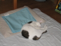 f:id:simayan:20111013212314j:image:medium