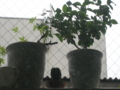 f:id:simayan:20111013212318j:image:medium