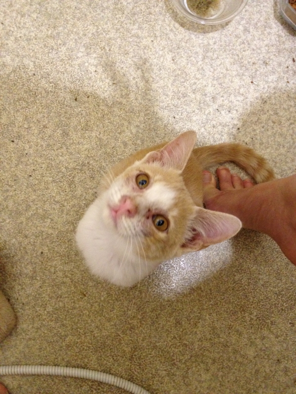 f:id:simayan:20111109210451j:image:w360