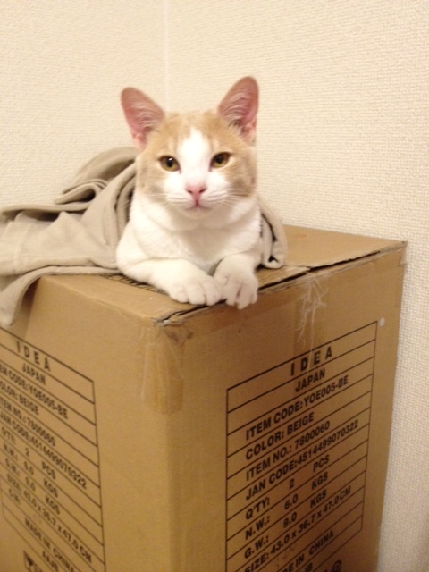 f:id:simayan:20120113195719j:image