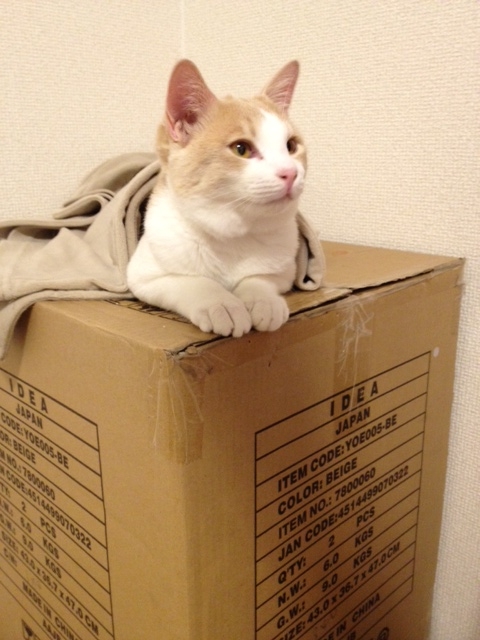 f:id:simayan:20120113195903j:image