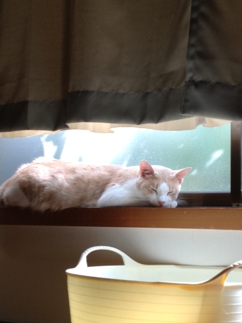 f:id:simayan:20121014100740j:image