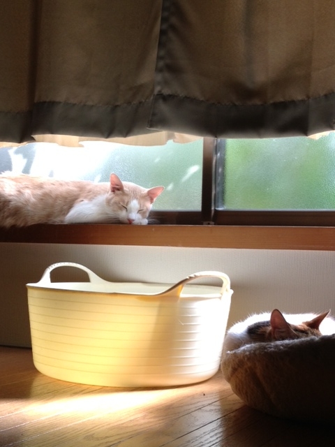 f:id:simayan:20121014100802j:image