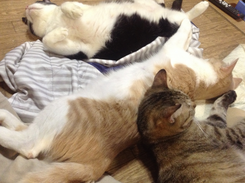 f:id:simayan:20121206040418j:image