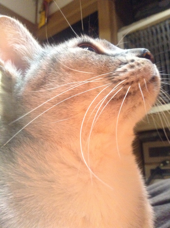 f:id:simayan:20121219085025j:image