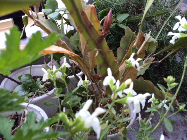 f:id:simayan:20140508172032j:image