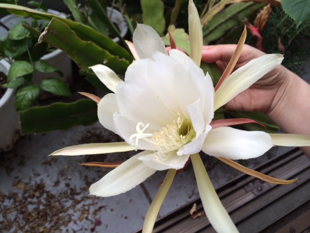 f:id:simayan:20140603182835j:image
