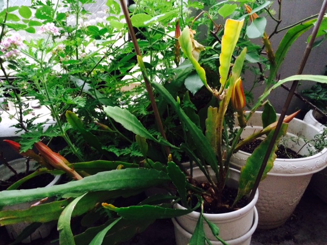 f:id:simayan:20150521212528j:image