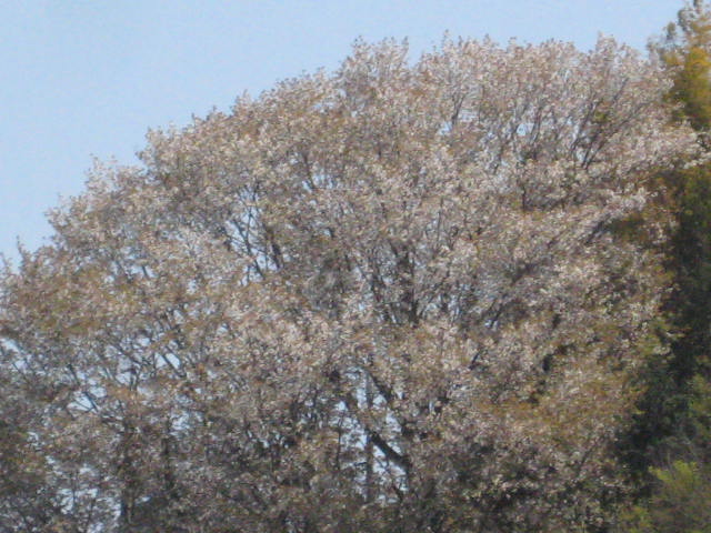 イメージ 29