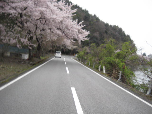 奥琵琶湖パークウェイ の桜 バイクで遠足しませんか