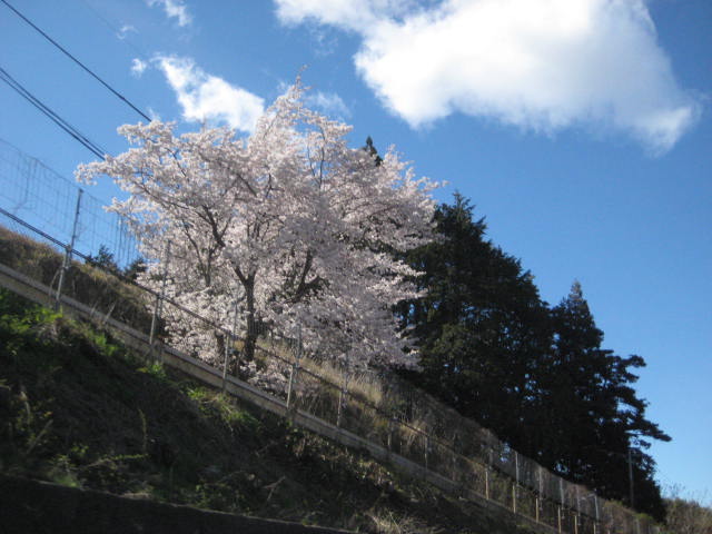 イメージ 14