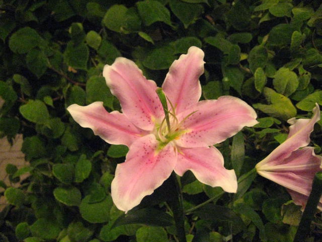 イメージ 12