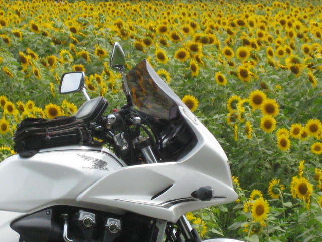 f:id:simba07ljx:20200430194717j:plain