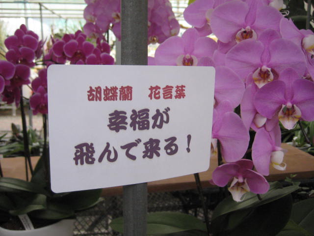 f:id:simba07ljx:20201129191924j:plain