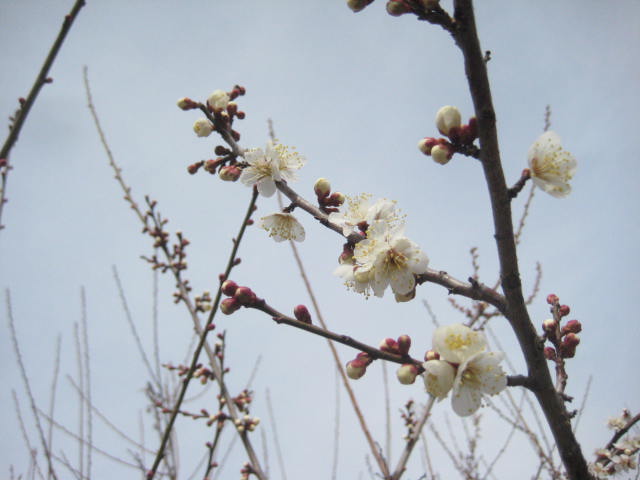 f:id:simba07ljx:20210214190855j:plain